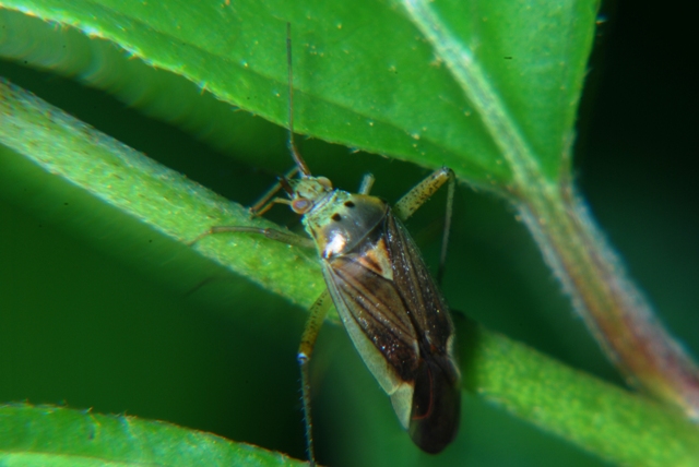 Miridae: Closterotomus trivialis in Romagna